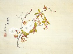 画像1: 広瀬花隠画幅「駒繋桜」