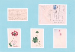 画像1: ラグーザ玉肉筆絵葉書３枚・書簡１通