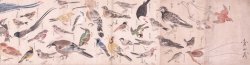 画像1: 鳥類写生図巻