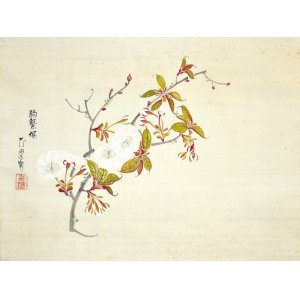 画像: 広瀬花隠画幅「駒繋桜」
