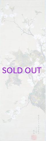 画像: 酔桜画幅「桐ヶ谷桜」