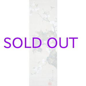 画像: 酔桜画幅「桐ヶ谷桜」