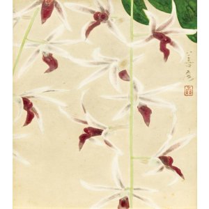 画像: 吉田善彦色紙額「洋蘭」
