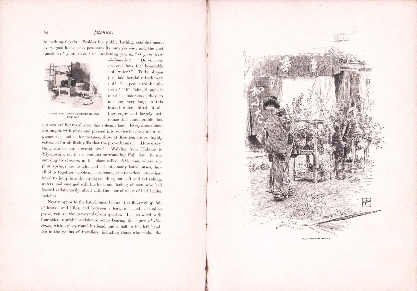 画像: 英文　ジャポニカ