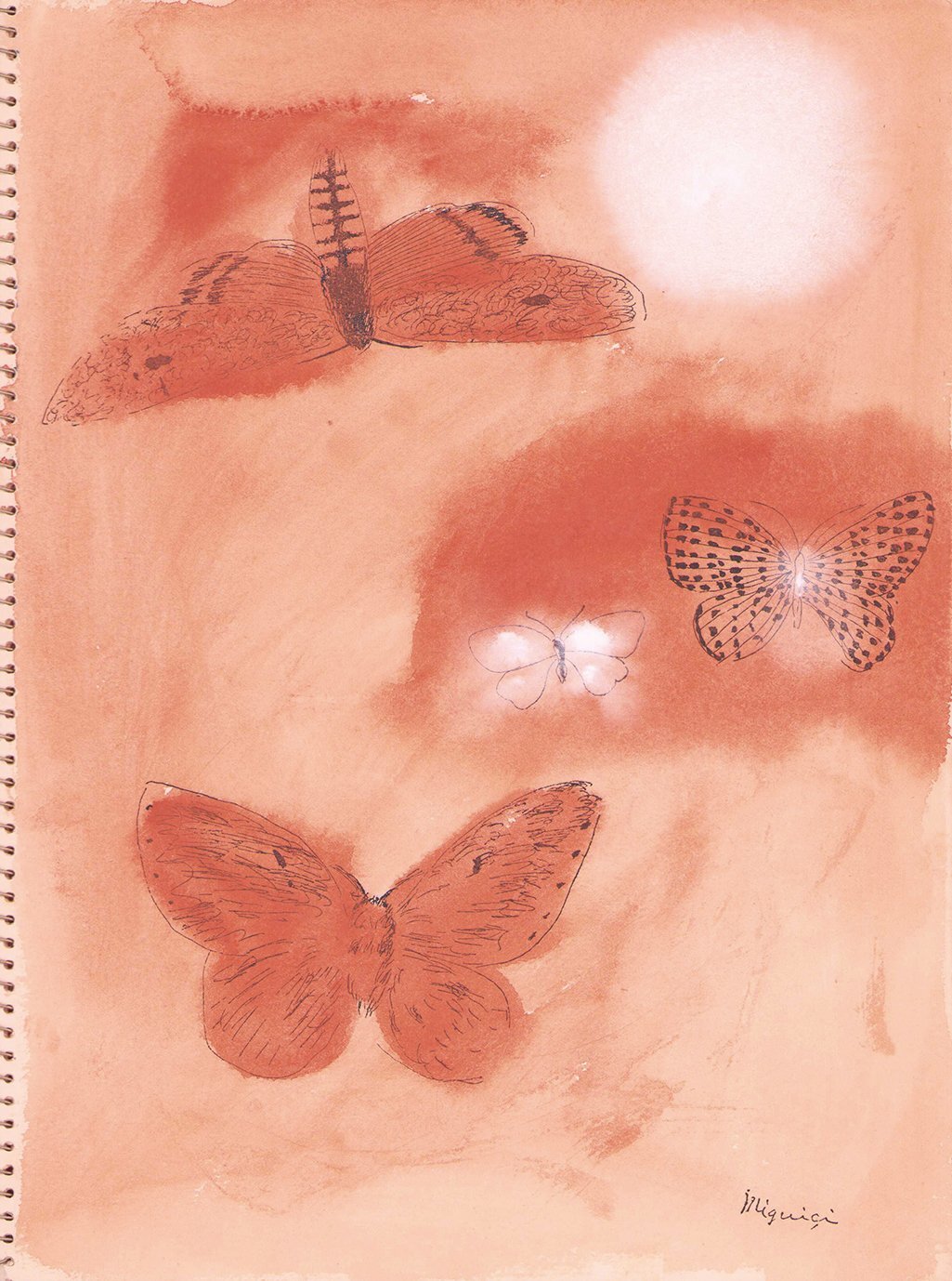 画像: 蝶と貝殻