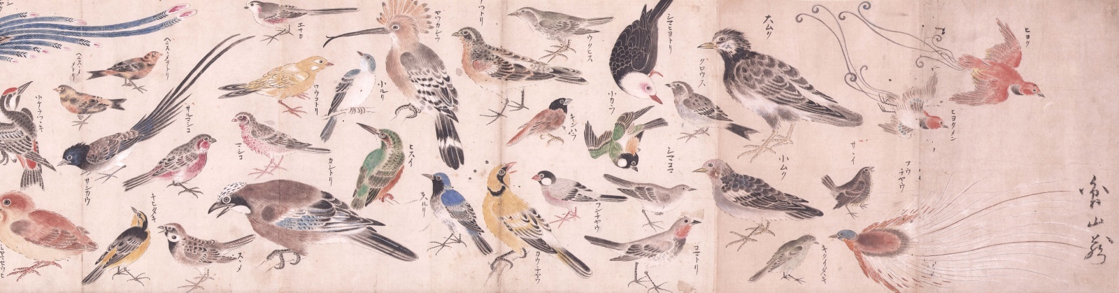 画像1: 鳥類写生図巻